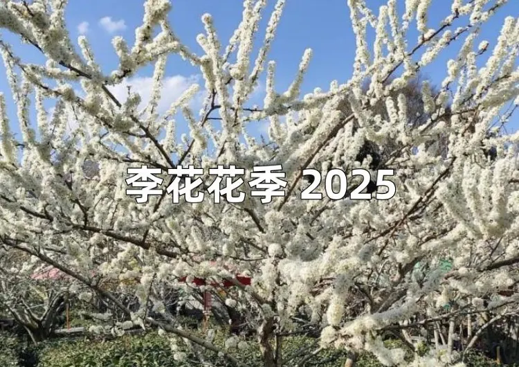 【李花花季2025】花季2025全台7大李花賞花景點推薦，花況賞花地圖全攻略！
